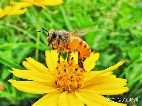 家里有蜜蜂代表什么